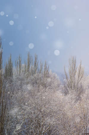 Winter urban landscape - snow covered trees on foggy backgroundの写真素材