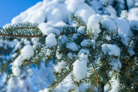 Winter landscape - snow and icicles on spruce branches sparkle in the rays of the bright sun, festive backgroundの写真素材