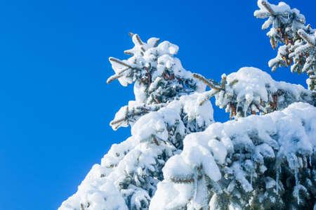 Winter landscape - snow and icicles on spruce branches sparkle in the rays of the bright sun, festive backgroundの写真素材