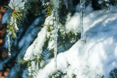 Winter landscape - snow and icicles on spruce branches sparkle in the rays of the bright sun, festive backgroundの写真素材