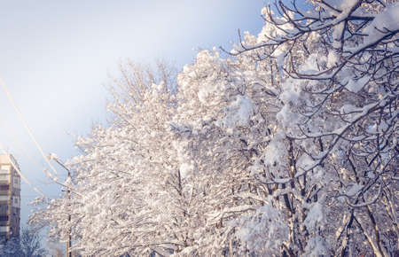 Winter landscape - snow and icicles on tree branches sparkle in the rays of the bright sun, festive backgroundの写真素材