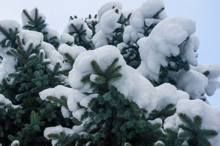 Green fluffy fir tree branch in the snow, Christmas wallpaper concept.の写真素材