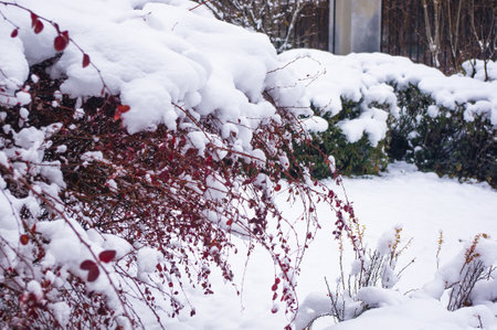 Covered with snow, clusters of red berries of a Cotoneaster horizontalis Decne, winter backgroundの写真素材