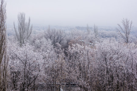 Winter urban landscape - snow covered trees on foggy backgroundの写真素材
