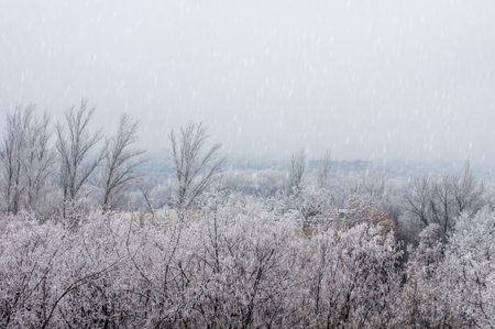 Winter urban landscape - snow covered trees on foggy backgroundの写真素材