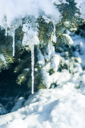 Winter landscape - snow and icicles on spruce branches sparkle in the rays of the bright sun, festive backgroundの写真素材