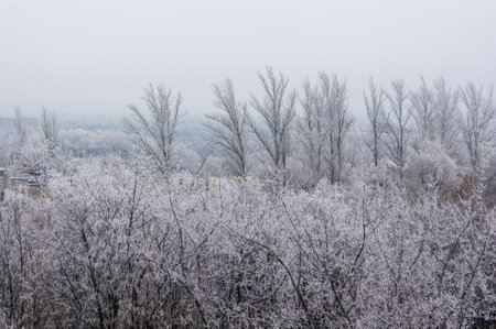 Winter urban landscape - snow covered trees on foggy backgroundの写真素材