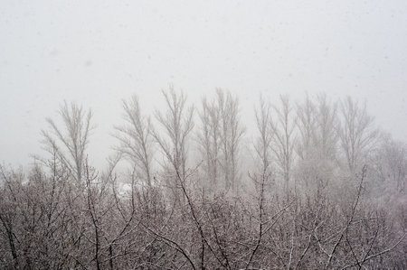 Winter urban landscape - snow covered trees on foggy backgroundの写真素材