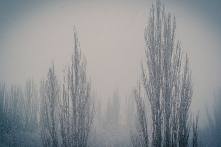 Winter urban landscape - snow covered trees on foggy backgroundの写真素材