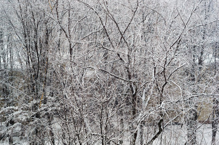 Winter urban landscape - snow covered trees on foggy backgroundの写真素材