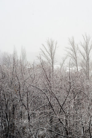 Winter urban landscape - snow covered trees on foggy backgroundの写真素材