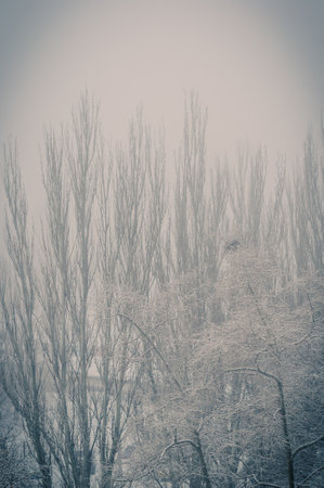 Winter urban landscape - snow covered trees on foggy backgroundの写真素材
