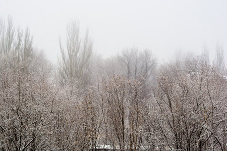 Winter urban landscape - snow covered trees on foggy backgroundの写真素材