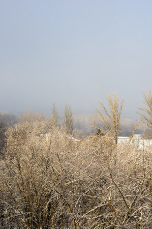 Winter urban landscape - snow covered trees on foggy backgroundの写真素材