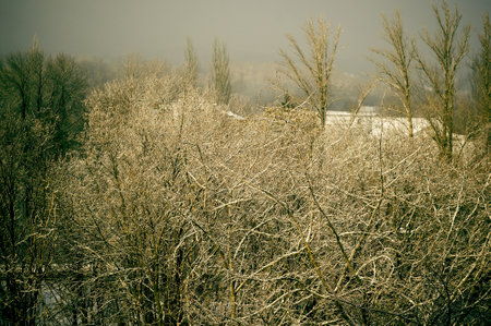 Winter urban landscape - snow covered trees on foggy backgroundの写真素材