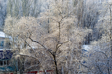 Winter urban landscape - snow covered trees on foggy backgroundの写真素材