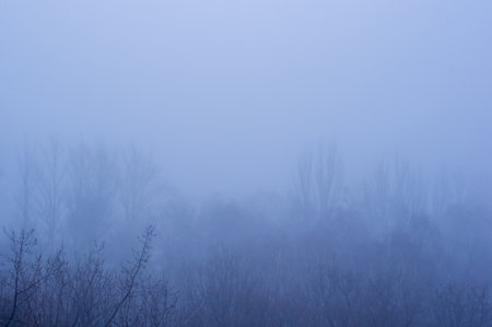 Winter urban landscape - snow covered trees on foggy backgroundの写真素材