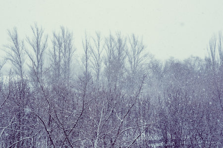 Winter urban landscape - snow covered trees on foggy backgroundの写真素材