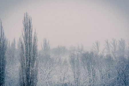 Winter urban landscape - snow covered trees on foggy backgroundの写真素材