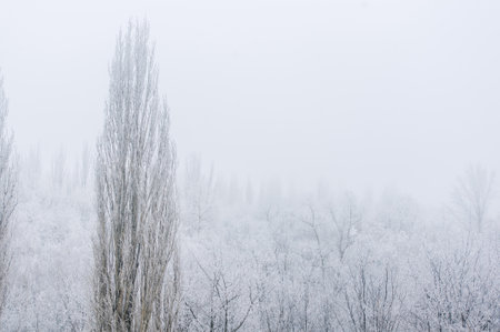 Winter frosty landscape - snow covered trees on foggy background, soft focusの写真素材