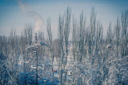 Winter urban landscape - snow covered trees on foggy backgroundの写真素材