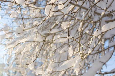 Winter landscape - snow and icicles on tree branches sparkle in the rays of the bright sun, festive backgroundの写真素材