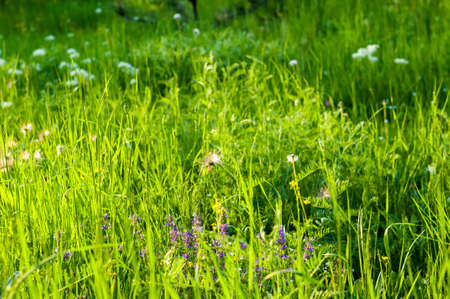 Spring Blooming field - bright green plants, grass and wildflowers with young foliage on a bright warm sunny day in early spring.の写真素材