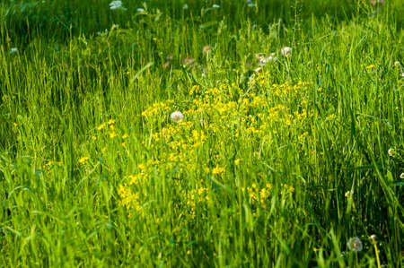 Spring Blooming field - bright green plants, grass and wildflowers with young foliage on a bright warm sunny day in early spring.の写真素材