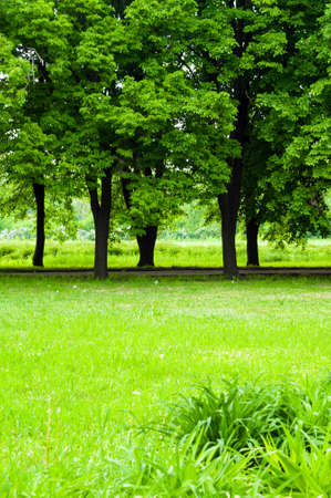 Spring landscape - bright green trees with young foliage on a bright warm sunny day in early spring.の写真素材