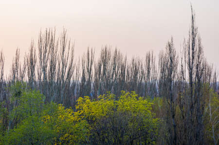 Spring landscape - bright green trees with young foliage on a bright warm sunny day in early spring.の写真素材