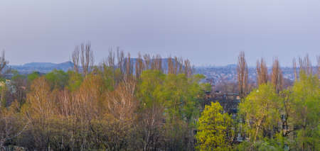 Spring landscape - bright green trees with young foliage on a bright warm sunny day in early spring.の写真素材