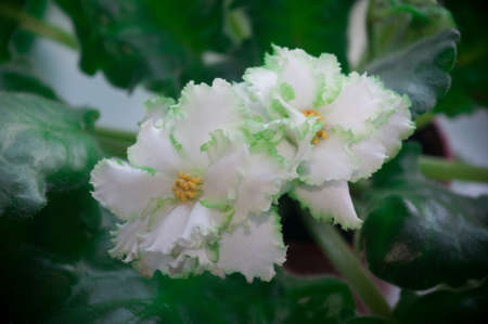 Blooming Home decorative flowers African violet Saintpaulia Irish Laughter, LLG-Herringshaw selection.の写真素材