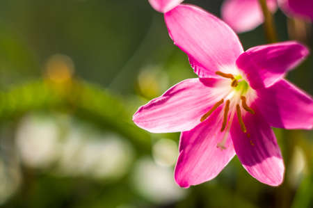 decorative pink flower rain lily Zephyranthes grandiflora on blurred background closeup,の写真素材