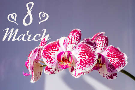 Holiday card - blooming multicolored orchids, holiday greetings, handwritten inscription with a brush 8 march, greeting lettering.の写真素材