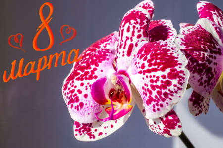 Holiday card - blooming bright multicolored orchids, holiday greetings, handwritten inscription with a brush 8 march, greeting lettering, russian text. Text translation - 8 march.の写真素材