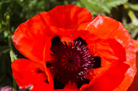 Poppy flowers or papaver rhoeas poppy in garden, early spring on a warm sunny day, bright beautiful background.の写真素材