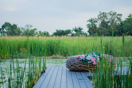 yellow green grass beautiful water source sitting and looking at the sky nature viewの写真素材