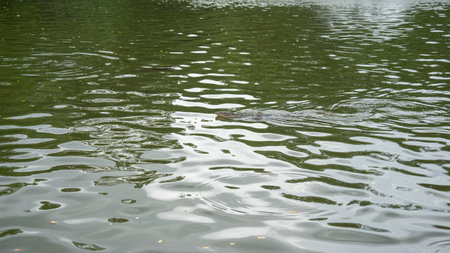 Amphibians That comes from the abundance of a large pond. It is a living thing that causes the water...