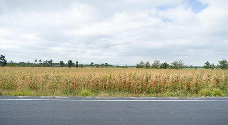 large corn field There are alternating shades of green and light brown. Shows the farming of farmers. Behind you can see the mountain scenery. shrouded in fog Can be used as a backの写真素材