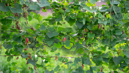 Roadside plants that look bright green There will come a time when it will wither away with time. Reflects the impermanence of life. What has arisen must also cease. Light and shadの写真素材