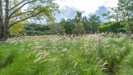 Image of grass flowers blowing in the wind. Among the many trees that surround this forest. During...