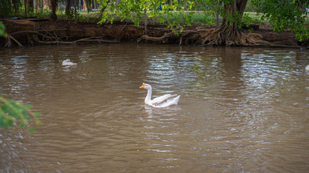 A picture of a white goose happily swimming in a pond. By in the vicinity There are other geese. Heading down into the water to find fish to eat as foodの写真素材