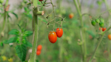 Productivity of plants emerging from stubs The fruit looks orange when ripe. Can be eaten as a snack...