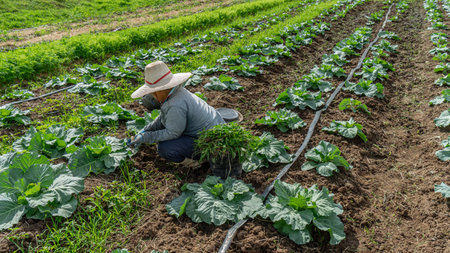5 December 2023 in Bangkok, Thailand Farmers grow vegetables Farmers are harvesting crops from cultivation Pruning and maintenance in large sections Filled with various types of plの写真素材