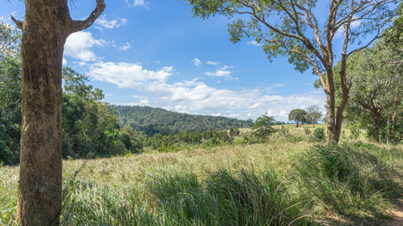 Location photos wide grass field The tall grass sways in the wind. Some are under the shade of large...