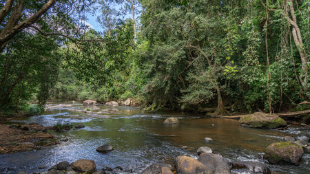 Clear water stream surrounded by tall trees. Abundant nature and rocks to slow down the water...