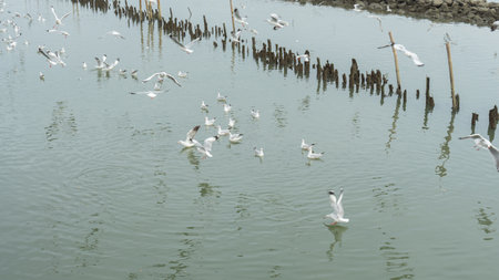the area where fresh water meets sea water. with rows of logs 
planted in it and there was a wall of stones blocking it all along 
during the day And there were many birds flyingの写真素材