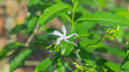 Photo of cute little Thai flowers, Mother's Day flowers, white jasmine, both in bloom and in buds....