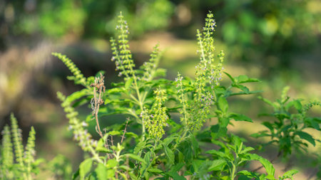 Photographs of plants, basil plants, garden vegetables, Thai herbs, local Thai herbs, spices, fresh...