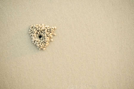 Hole sea crab or wind crab on texture nature msand beach at coast. top view with free space. tourists travel tropical summer holidays concept.の写真素材